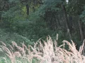 IMG_1155.JPG
