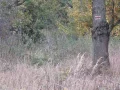 IMG_1395.JPG