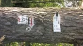 IMG_6541.JPG