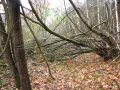 IMG_1954.JPG