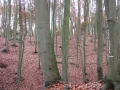 IMG_1956.JPG