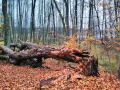 IMG_20211106_125125.jpg