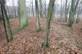 P1293835.JPG