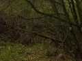 IMG_0078.JPG