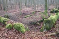 P1144733.JPG