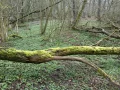 alt buchholz 8.jpg